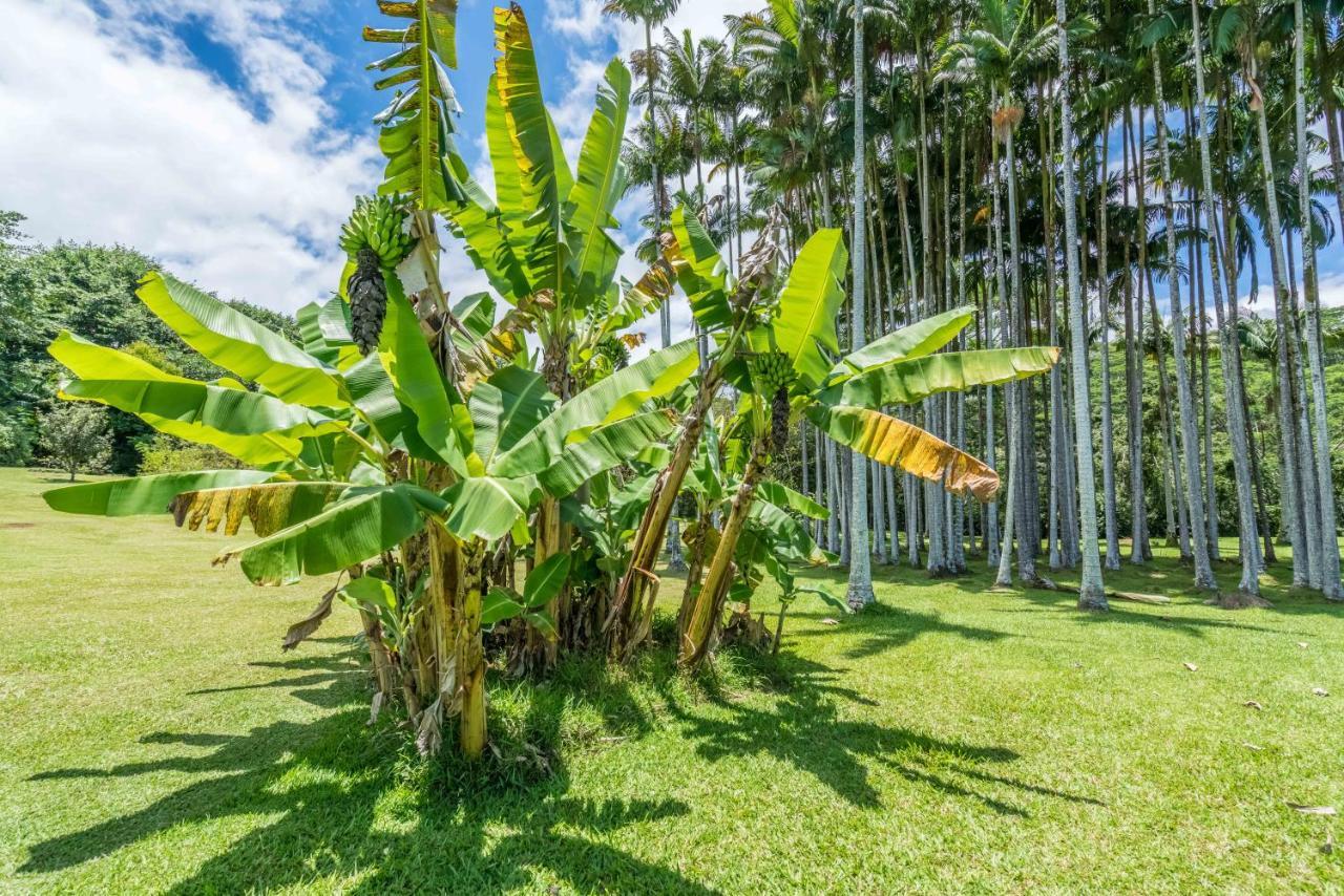 Old Hawaiian Bed And Breakfast Hilo Eksteriør billede